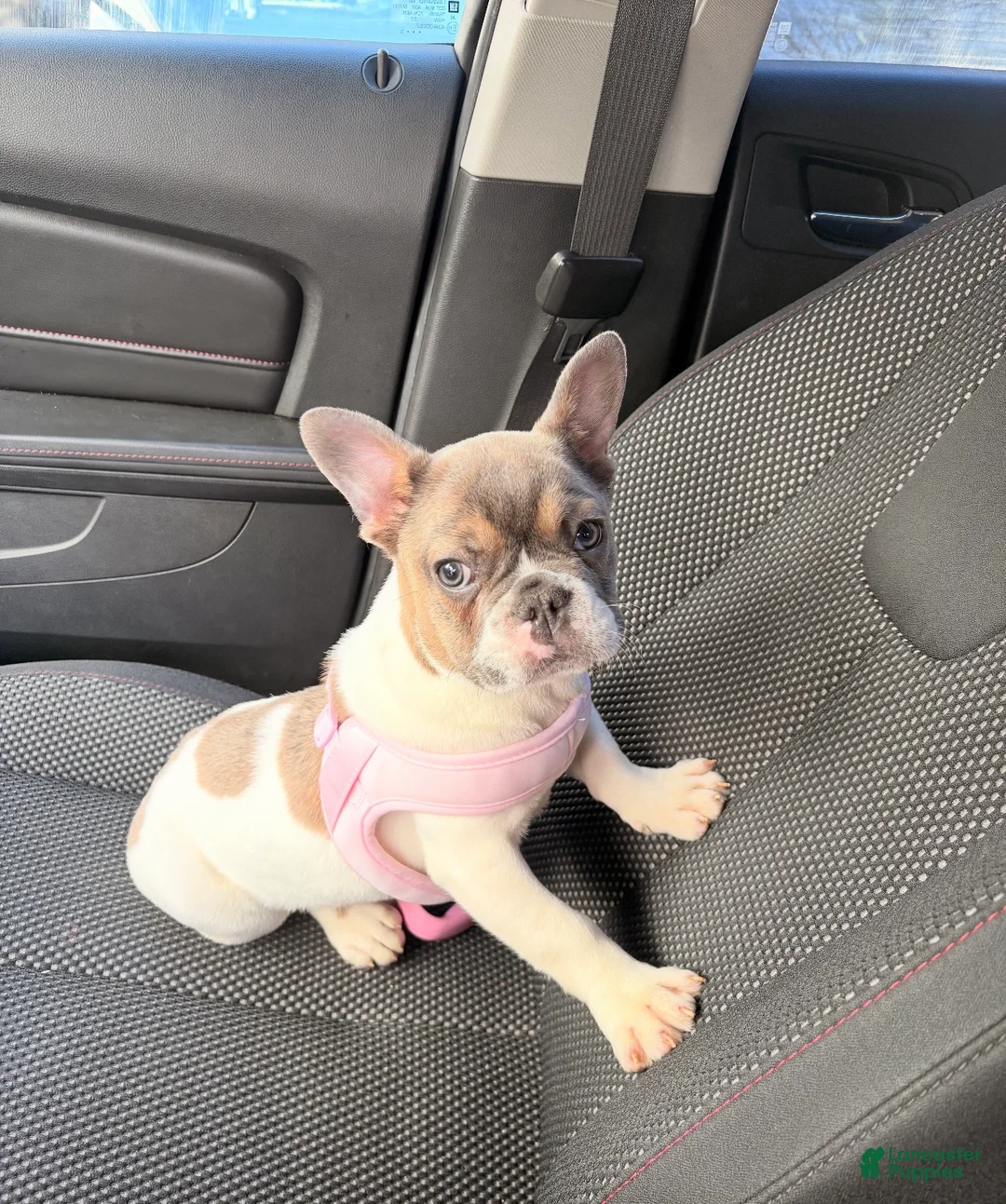 French Bulldog dogs for sale: French Bulldog Puppy 3 - Ad 1