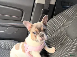 French Bulldog dogs French Bulldog Puppy 3 - Ad 20