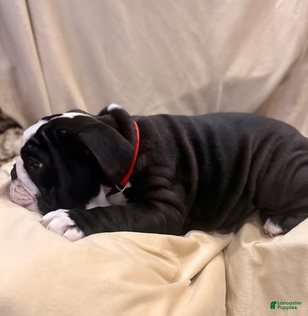 English Bulldog dogs for sale: Cindy Lou  - Ad 8