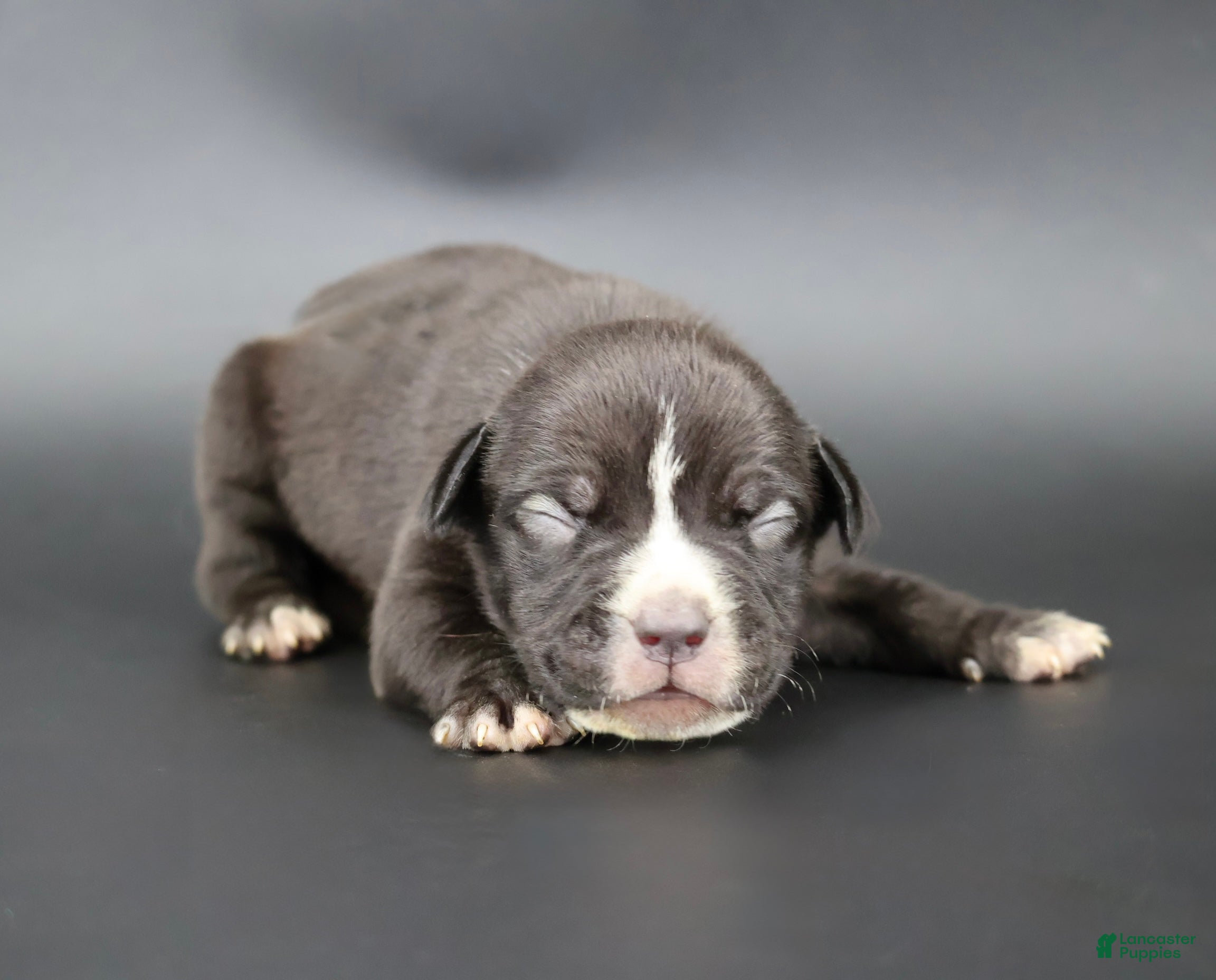 American Bully dogs Amora - Ad 28
