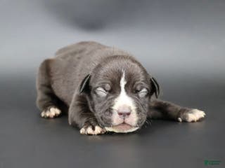 American Bully dogs Amora - Ad 30