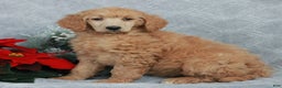 Standard Poodle dogs for sale: Patty  - Ad 4
