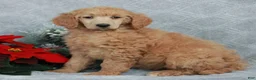 Standard Poodle dogs for sale: Patty  - Ad 4