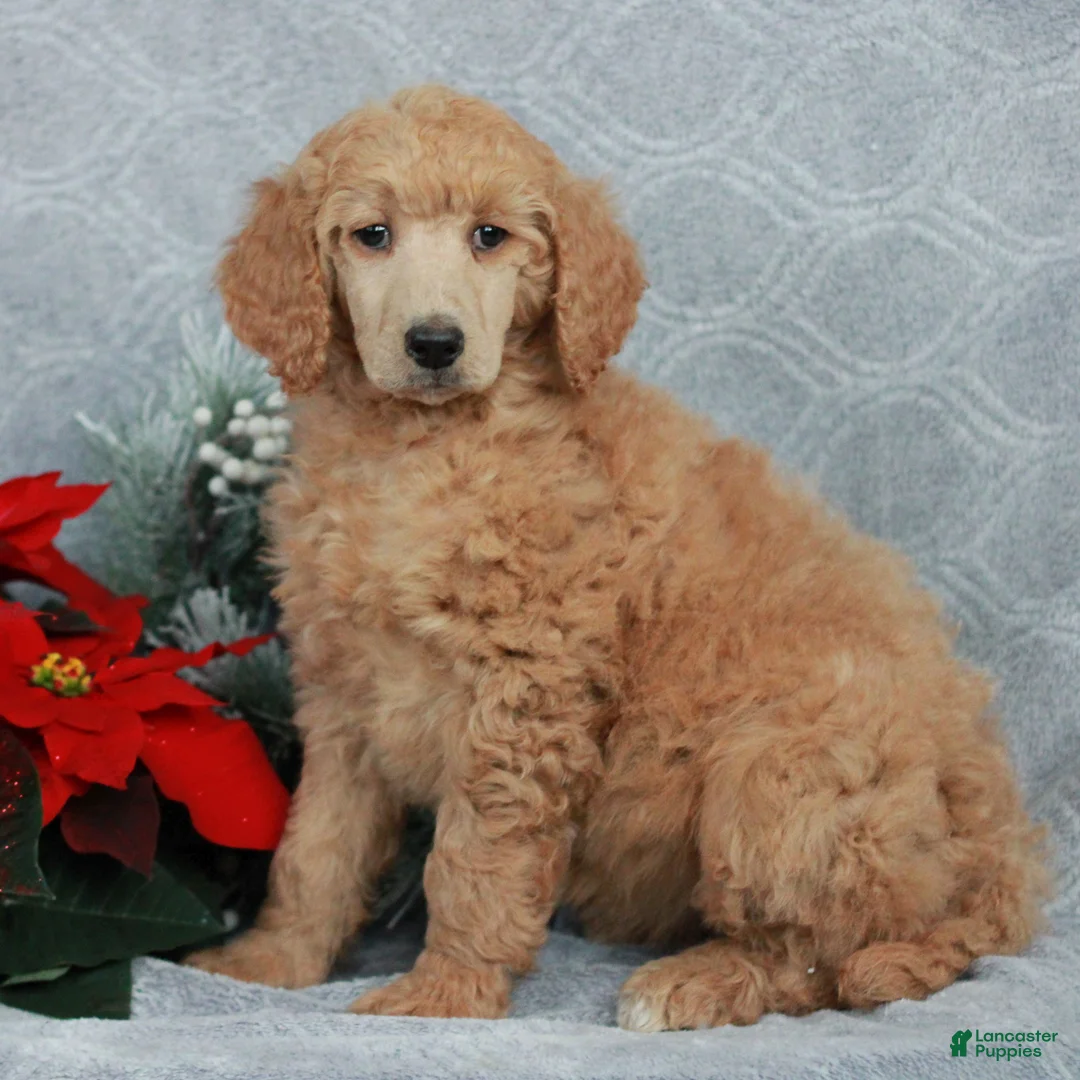Standard Poodle dogs for sale: Patty  - Ad 4