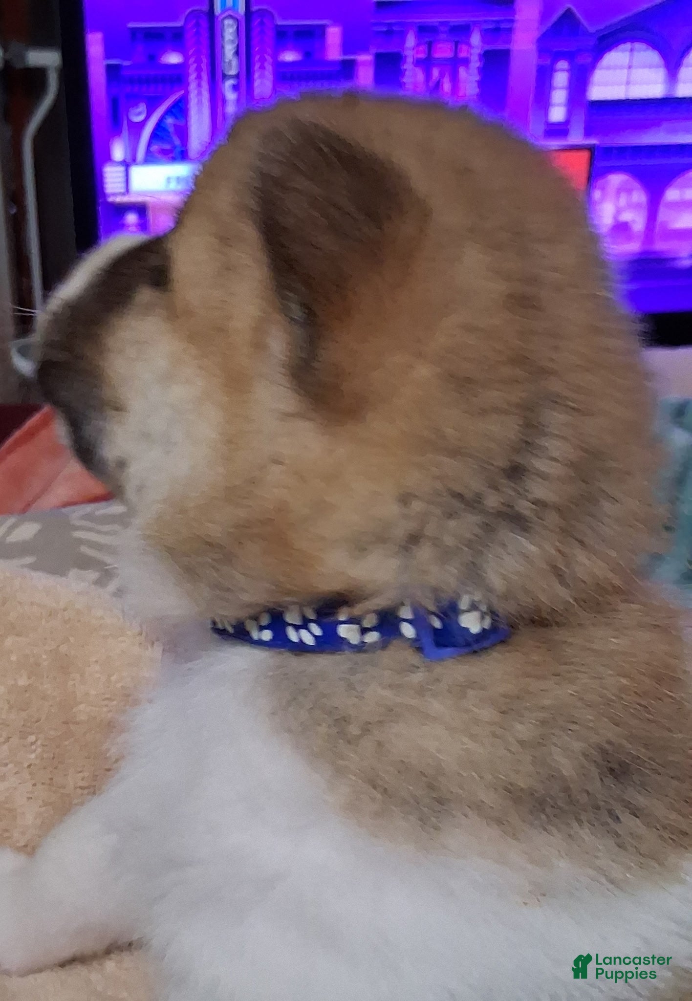 Akita dogs Timber - Ad 2