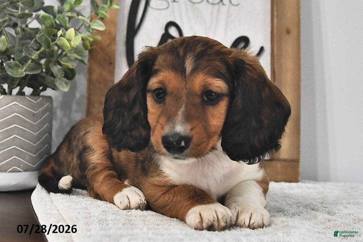 Miniature Dachshund dogs Jodie - Ad 2