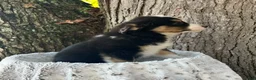 Miniature Australian Shepherd dogs for sale: Buddy - Ad 4