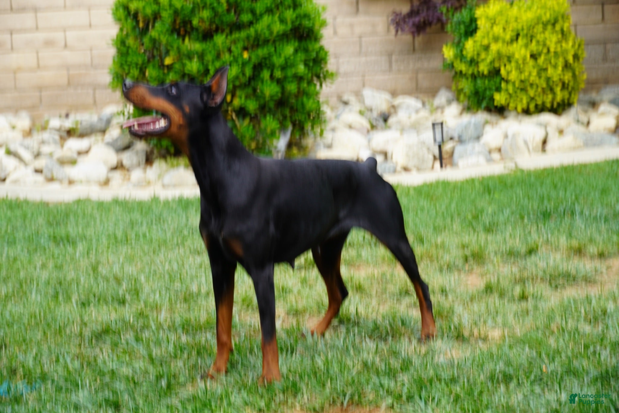 Doberman Pinscher dogs Pink Collar  - Ad 2