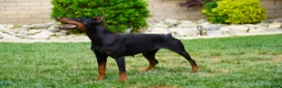 Doberman Pinscher dogs for sale: Yellow Collar  - Ad 2