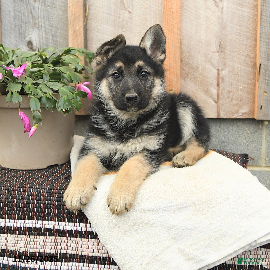 German Shepherd dogs for sale: Delilah - Ad 3