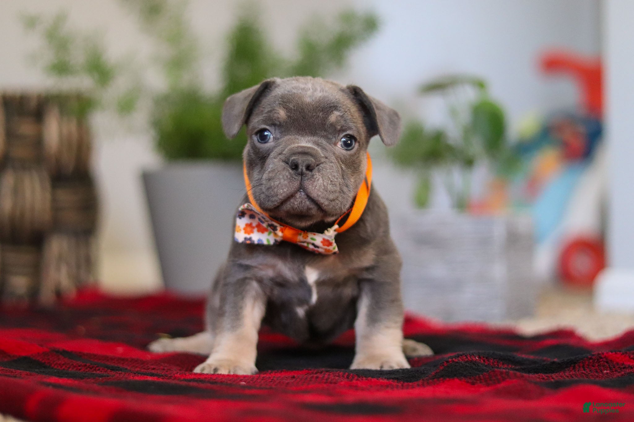 Frenchton dogs Archie - Ad 22