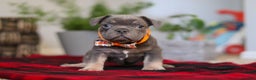 Frenchton dogs for sale: Archie - Ad 1