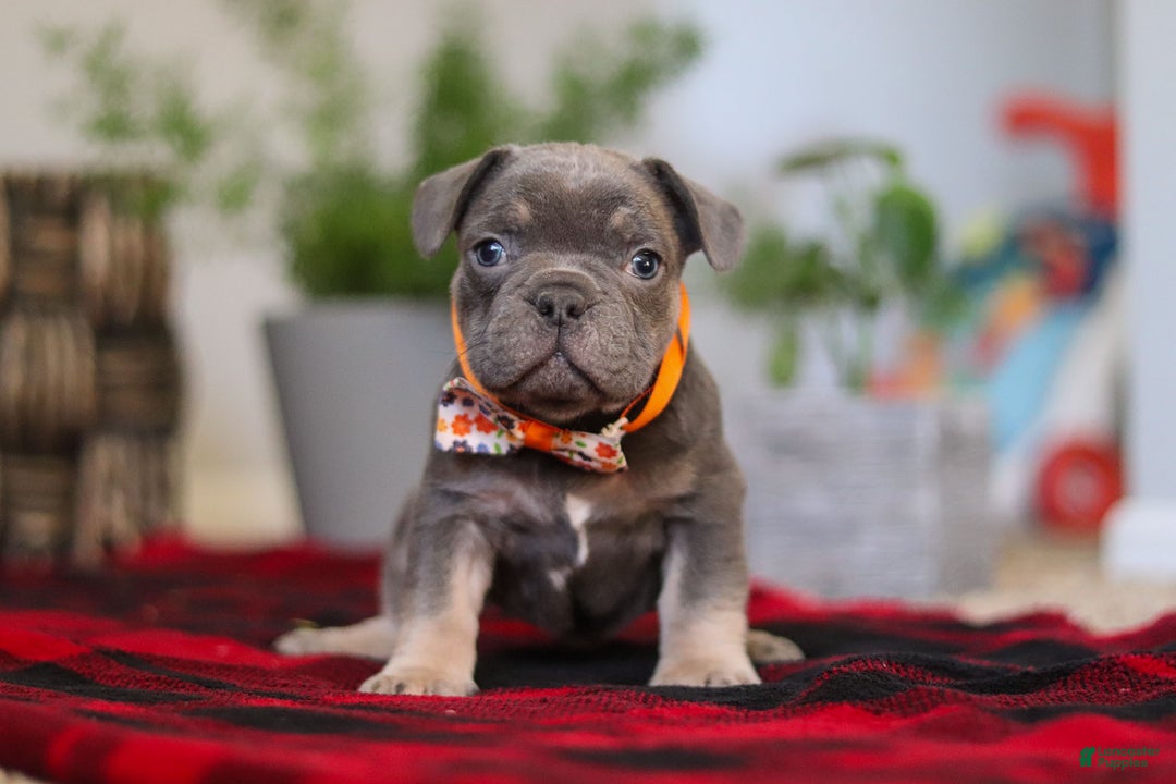 Frenchton dogs for sale: Archie - Ad 1