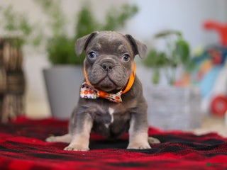 Frenchton dogs Archie - Ad 21