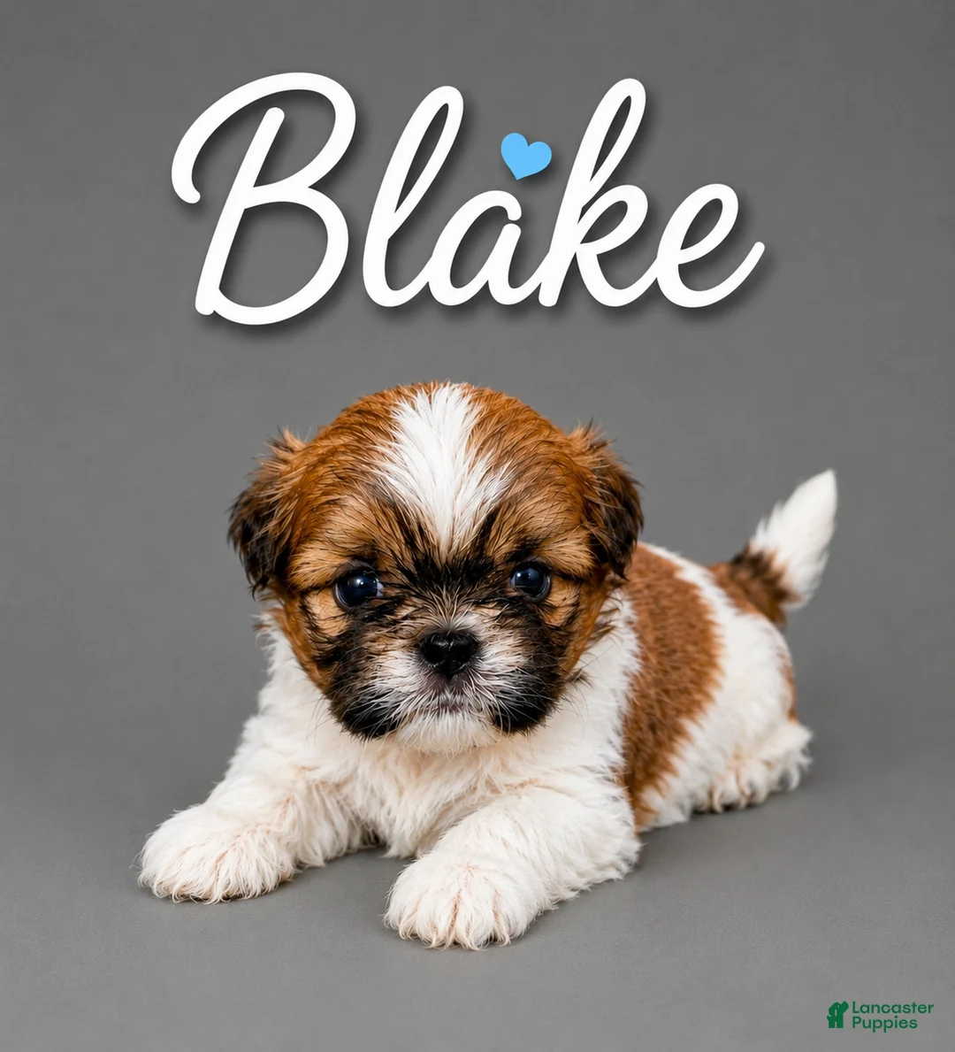 Shih Tzu dogs for sale: Blake - Ad 2