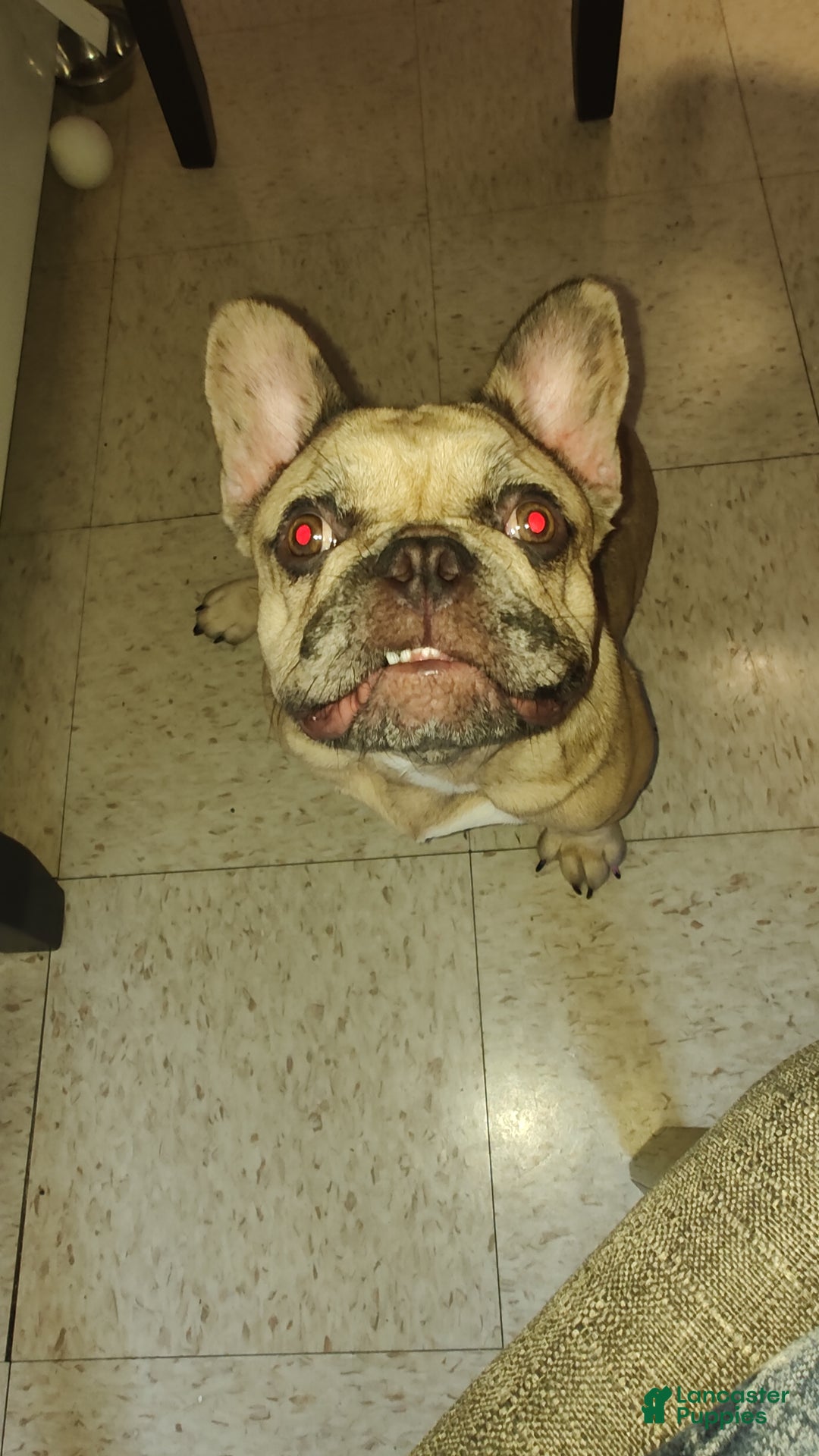 French Bulldog dogs for sale: French Bulldog Puppy 1 - Ad 5