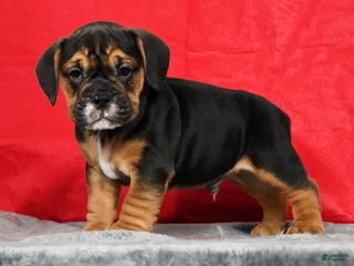 Mixed Breed dogs - Ad 11