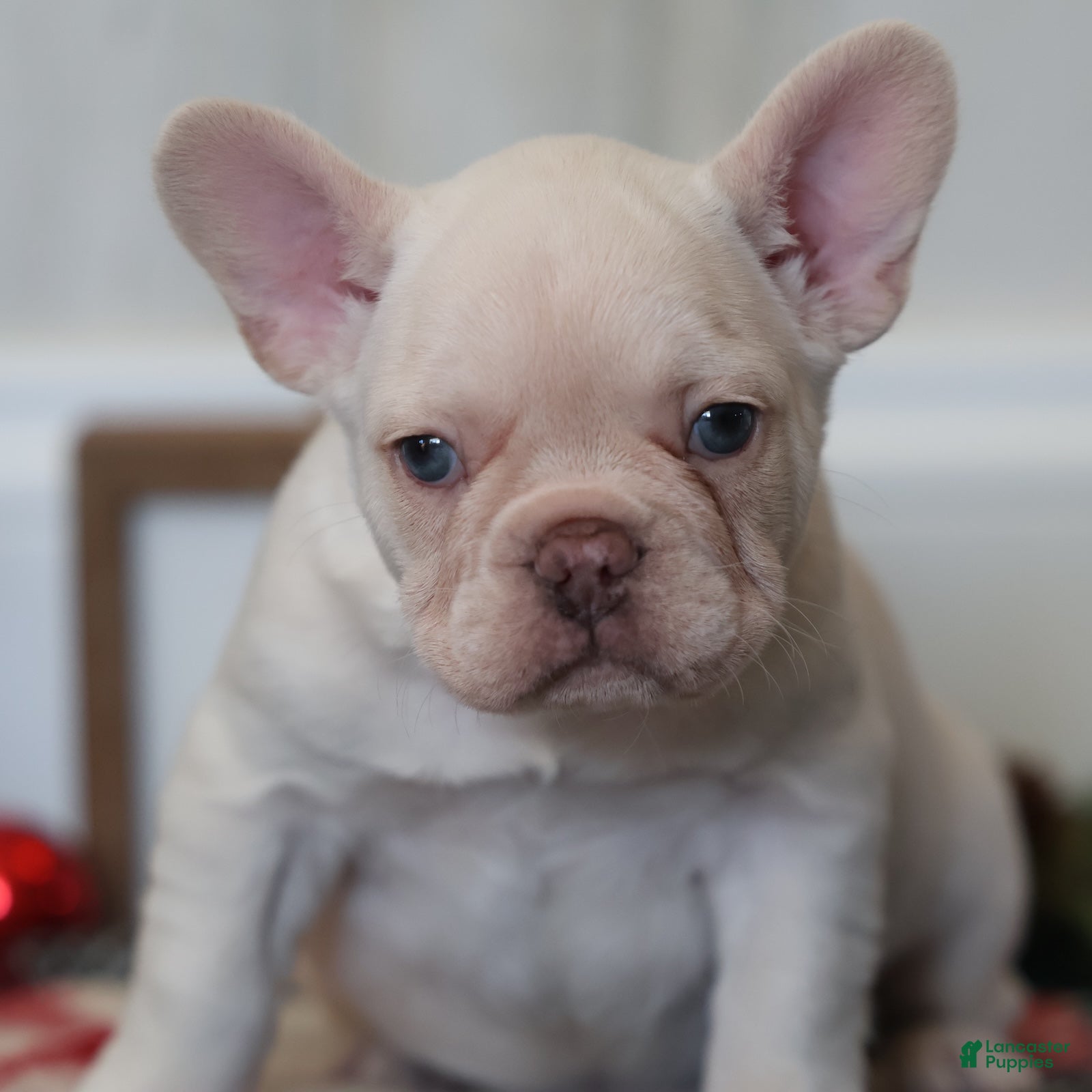 French Bulldog dogs Yuletide  - Ad 34