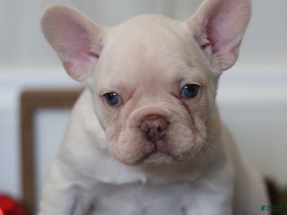 French Bulldog dogs Yuletide - Ad 9