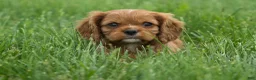 Cavalier King Charles Spaniel dogs for sale: Mocha 🐶✨ - Ad 4