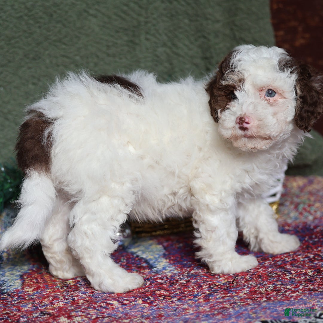 Miniature Poodle dogs for sale: Skipper - Ad 7