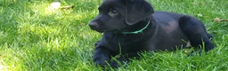 Labrador Retriever dogs for sale: Labrador Retriever green - Ad 3