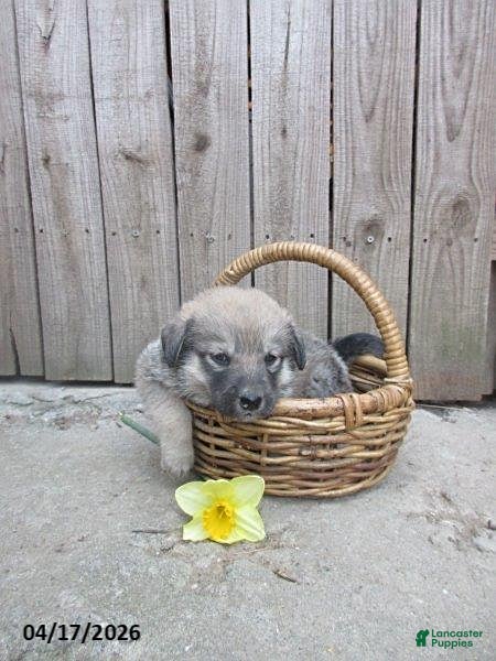 Mixed Breed dogs Azalea - Ad 1