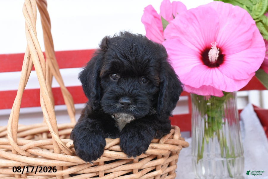 Cockapoo dogs Strider - Ad 1