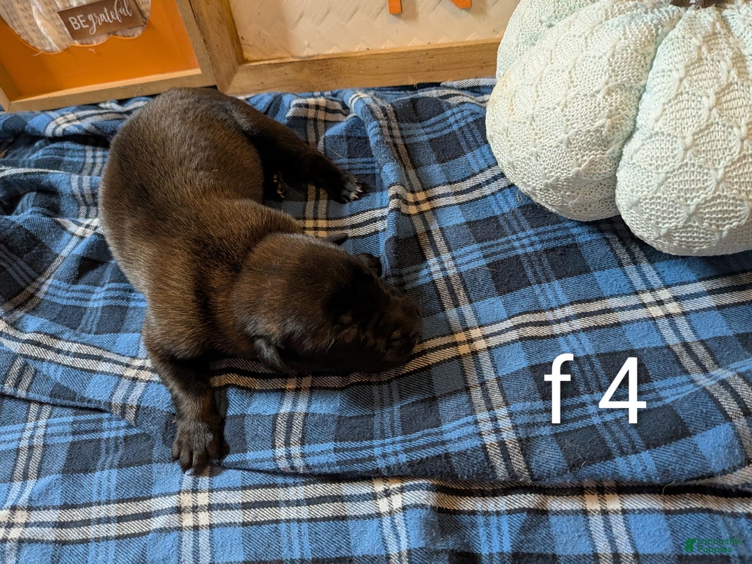 Belgian Malinois dogs for sale: Belgian Malinois Puppy 9 - Ad 2