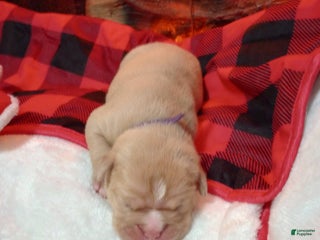 Olde English Bulldogge dogs Olde English Bulldogge Puppy 6 - Ad 10