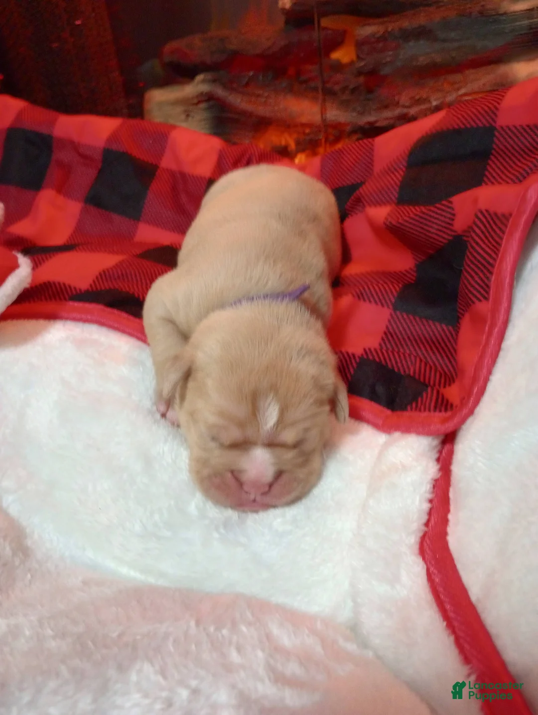 Olde English Bulldogge dogs for sale: Olde English Bulldogge Puppy 6 - Ad 7