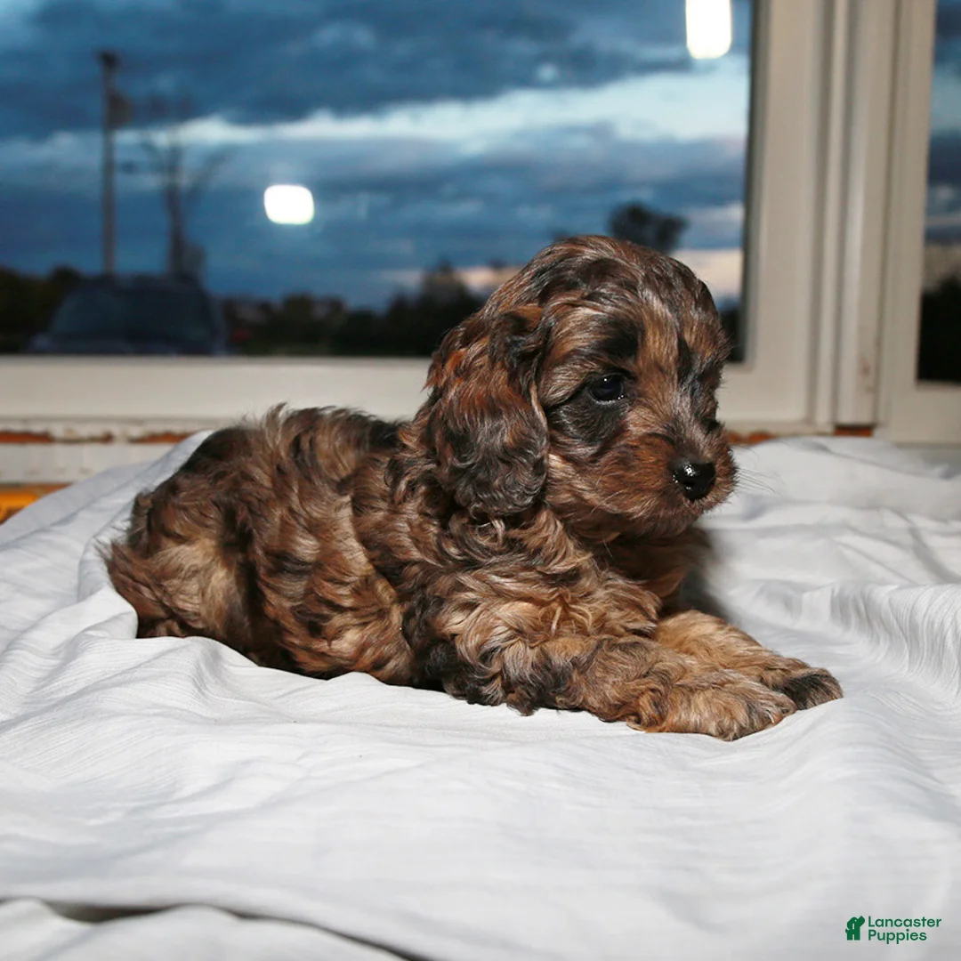 Cockapoo dogs for sale: Harry - Ad 1