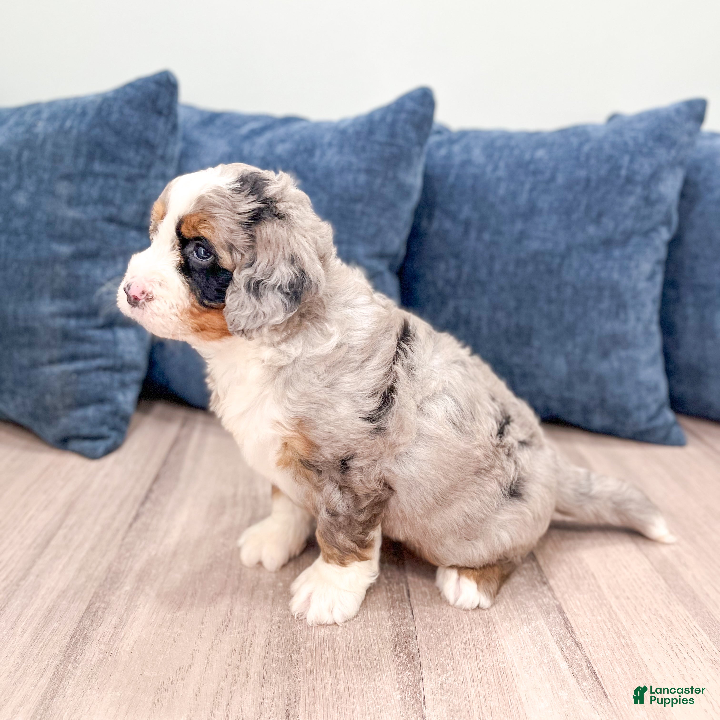 Mini Bernedoodle dogs for sale: Ace - Ad 7