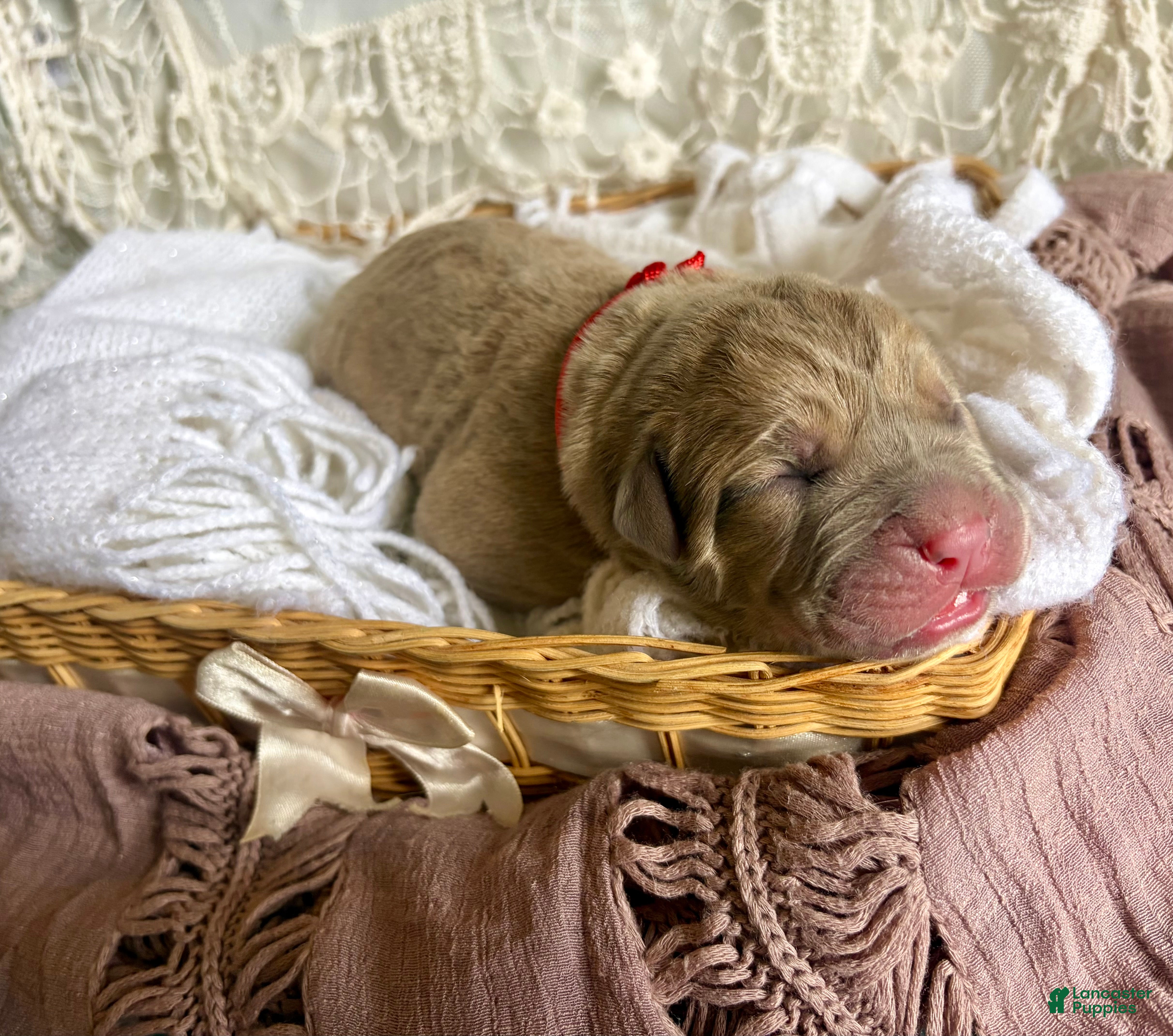 Cane Corso dogs Cane Corso Puppy 6 - Ad 17