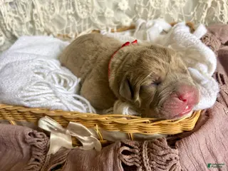 Cane Corso dogs Cane Corso Puppy 6 - Ad 17