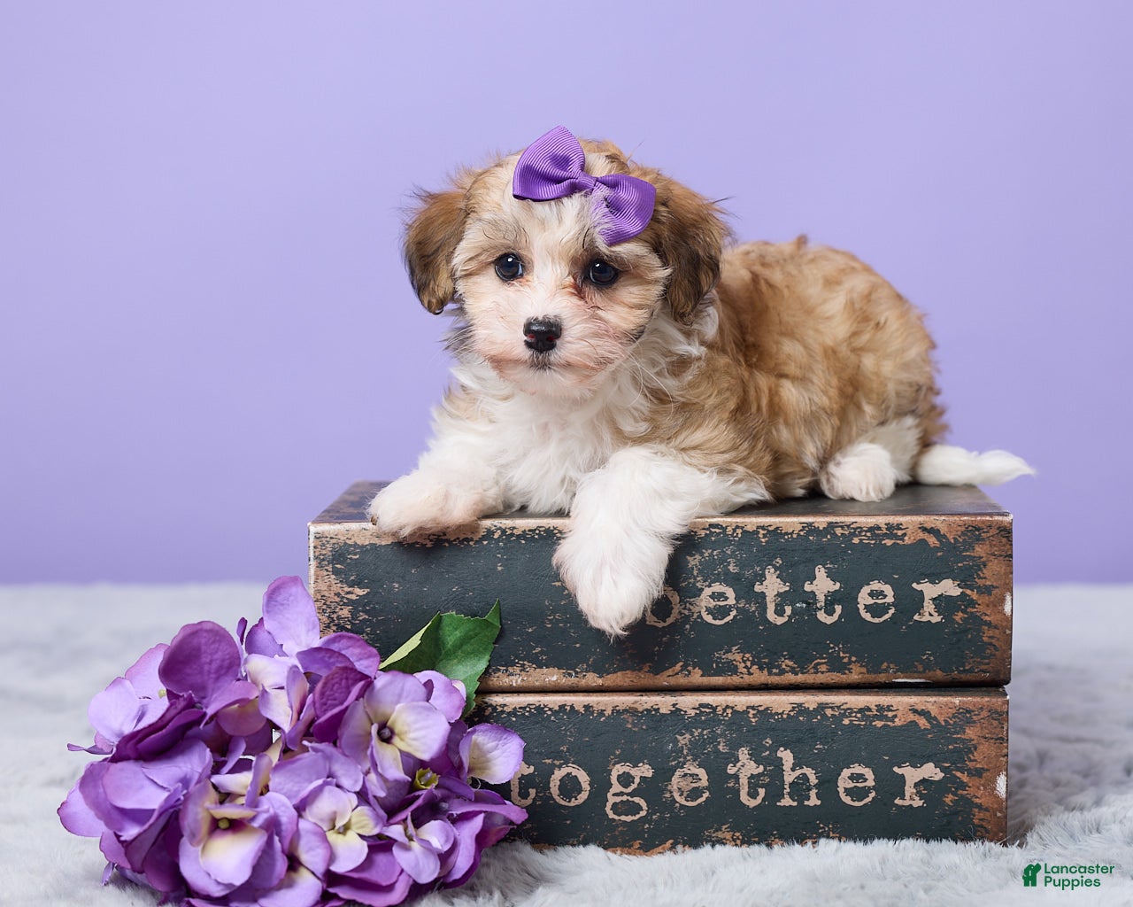 Maltipoo Puppies for sale in Cincinnati, Ohio | Lancaster Puppies