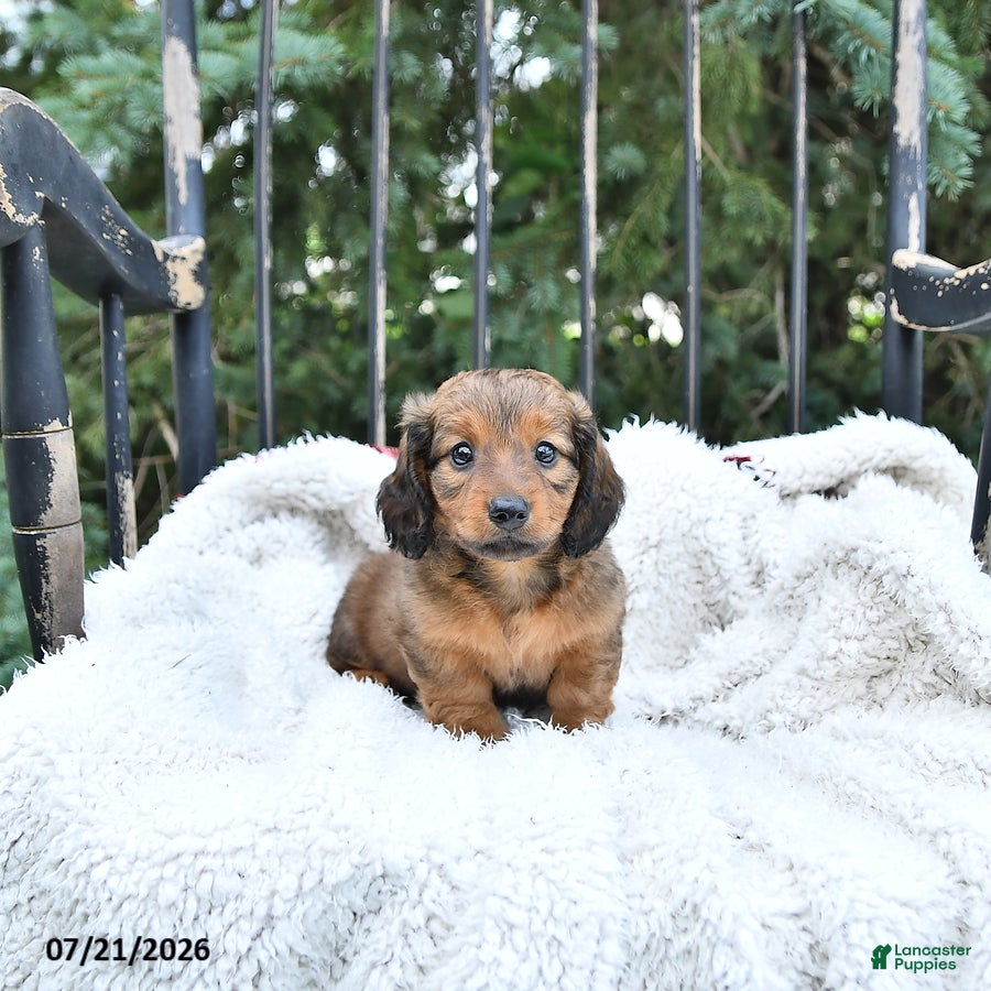 Miniature Dachshund dogs Cooper - Ad 2