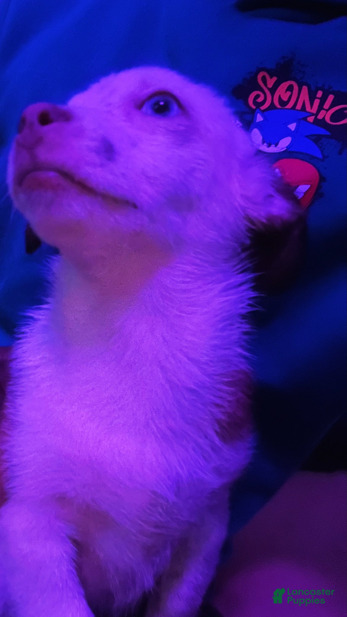 Chihuahua dogs Chihuahua Pup - Ad 41