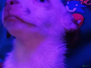 Chihuahua dogs Chihuahua Pup - Ad 16