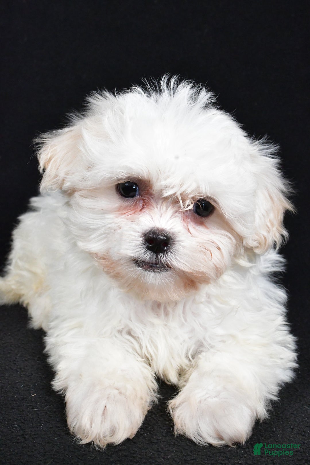 Teddy Bear dogs for sale: Clover - Ad 4