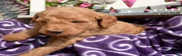 Mini Goldendoodle dogs for sale: Deedee Mini Goldendoodle 8 - Ad 5