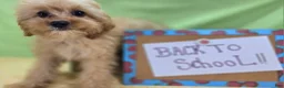 Cavapoo dogs for sale: Miles - Ad 11