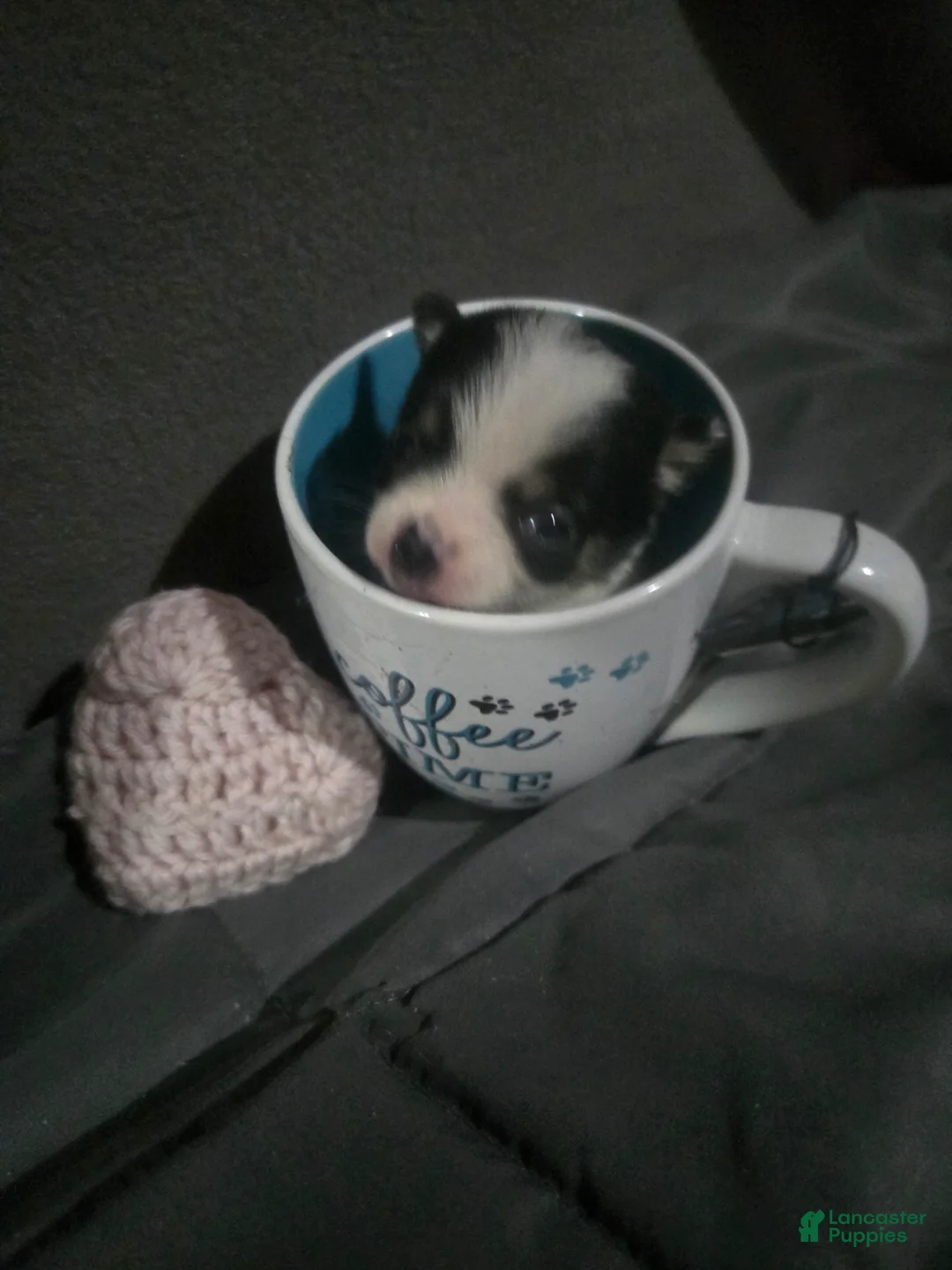 Chihuahua dogs for sale: Chihuahua Puppy 2 - Ad 5