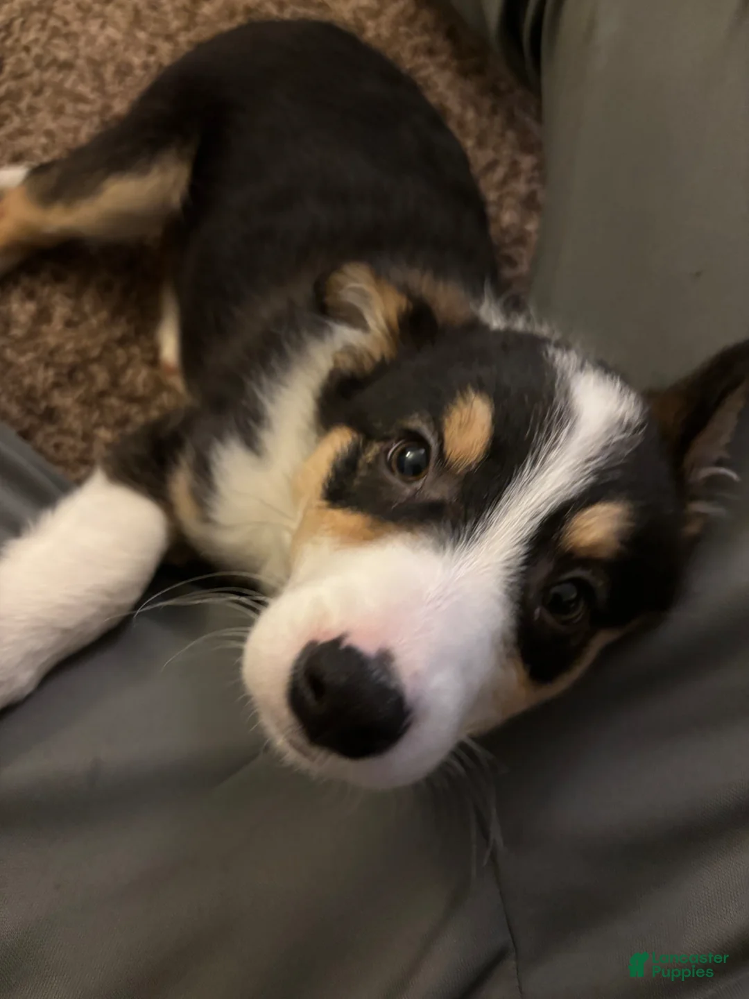 Mixed Breed dogs for sale: Mixed Breed Puppy 1 - Ad 2