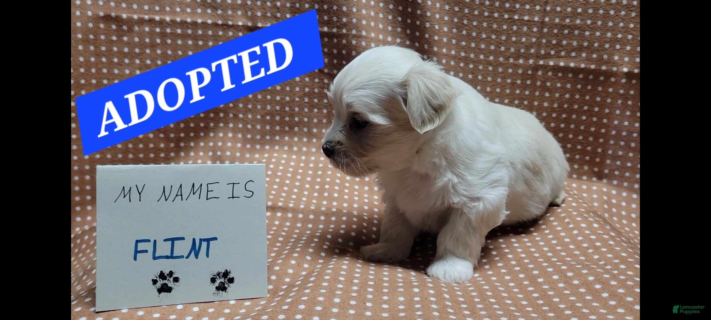 Maltipoo dogs ADOPTED Flint - Ad 22