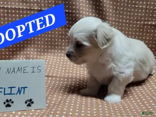 Maltipoo dogs ADOPTED Flint - Ad 22