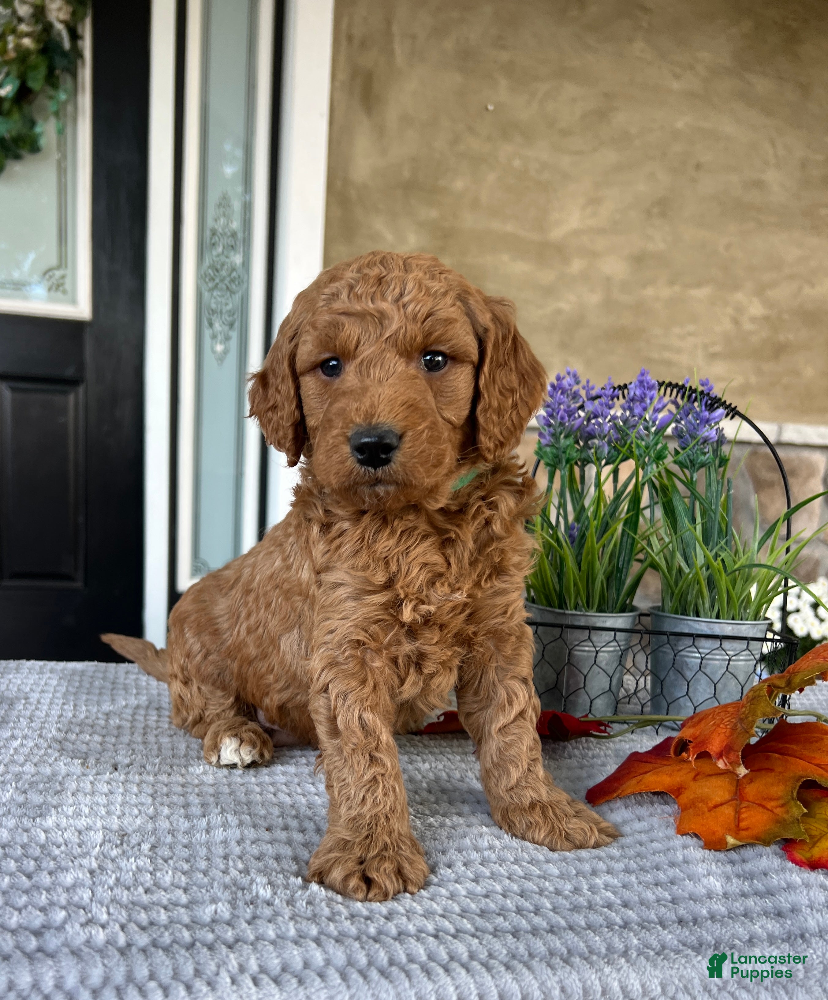Goldendoodle dogs Lincoln - Ad 1