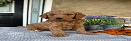 Goldendoodle dogs for sale: Lincoln - Ad 1