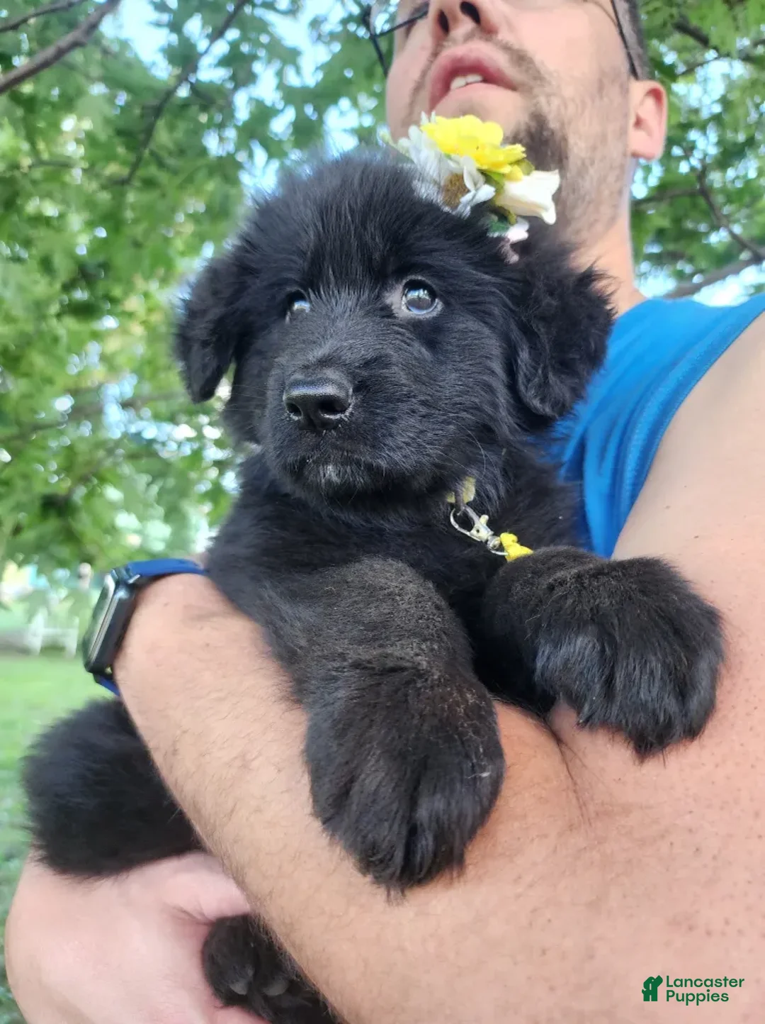 German Shepherd dogs for sale: Pina Colada - Ad 1