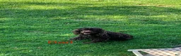 Cocker Spaniel dogs for sale: Sophie - Ad 6